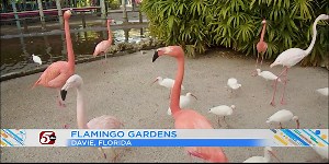 Florida Flyaway: Flamingo Gardens