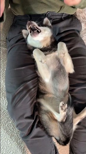 Sassy Mini Husky Reacts VERY Differently to Mom vs Dad Massaging Her Paws 😂