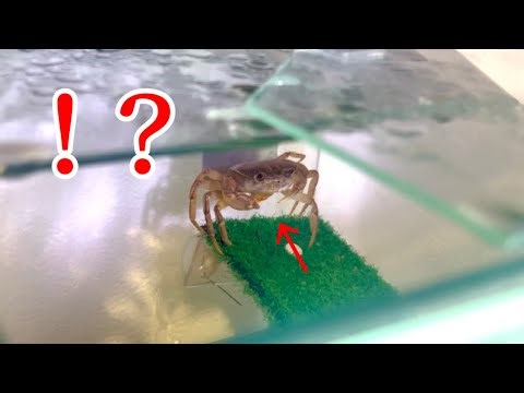 【衝撃】1匹で飼ってたはずのサカモトサワガニが卵を産みました… #サワガニ #アクアリウム