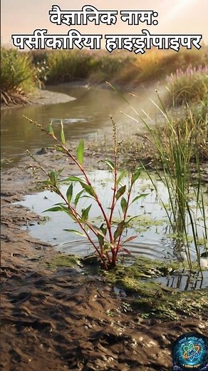 Nature's Spiciest Pepper: Water Pepper Plant 🌿🔥| The Mysterious Pepper of the Swamp: (Persicaria ...