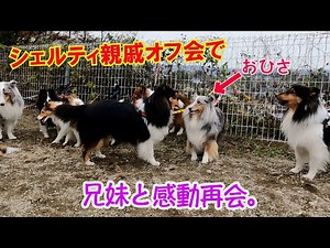 【シェルティ】だらけ１１匹親戚オフ会で兄妹と感動再会で大暴走！＃シェルティ. #ブルーマール. ＃Sheltie. #シェットランドシープドッグ. ＃ドッグラン.＃オフ会.＃銀色シェルティルカ侍.