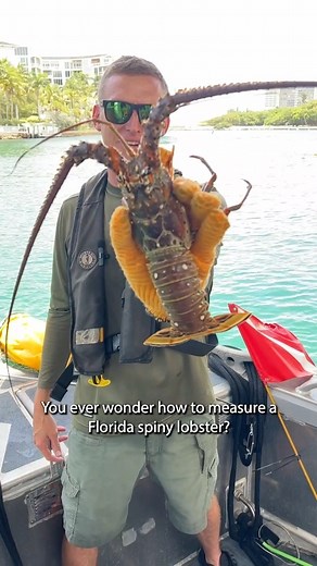57K views · 812 reactions | Learn how to measure lobster 咽 Sport season runs through midnight tomorrow, so if you are out catchin’ bugs, watch this to make sure your crustation education is on point! #Lobster info: https://bit.ly/2O97frH *Due to the high volume of repetitive comments and feedback, we are closely adhering to our Social Media Comment Policy: https://bit.ly/3qsncNb | MyFWC Florida Fish and Wildlife | Facebook