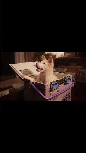 This Thai Movie DESTROYED Me Emotionally… | GOHAN (2026) Review 🐶🚂💔【EN/CH Sub】