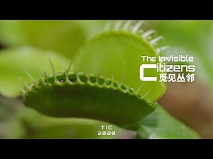 How Are Venus Flytraps Triggered to Trap the Insects?