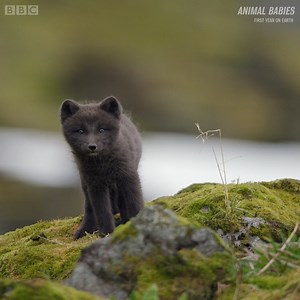 4.2M views · 59K reactions | Arctic fox cubs are only the size of kittens!  #AnimalBabies | BBC Earth | Facebook