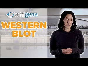 Western Blot Protocol