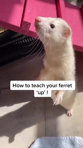 Fuzzy Family on TikTok