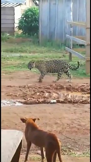 Es increíble como este jaguar se ha convertido en la mascota de este asentamiento humano en lo profundo de las selvas , sabe que no le harán daño #reels2025 #viralreels #cafeyalgomas #campo #Jaguares | CAFÉ Y ALGO MÁS