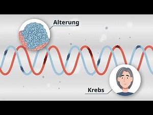 Forschung zu R-loops im Graduiertenkolleg "4R"