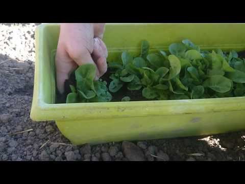 repiquage de mes endives