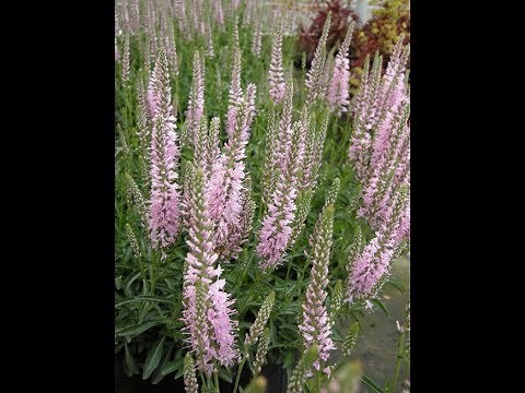 Veronica Inspire™ Pink - A lovely, easy to grow speedwell with pale pink flowers