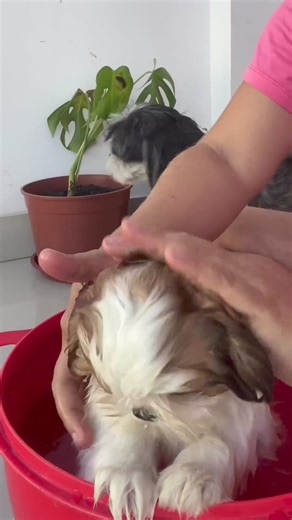 wash me 😂😂 | Shih Tzu Lovers