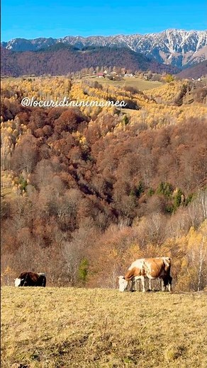 Masivul Piatra Craiului, vedere din Satul Peștera, noiembrie 2025 #shortsfeed #shorts #shortvideo