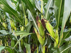 Récolte record de maïs attendue aux États-Unis, la plus grande surface récoltée depuis 1933