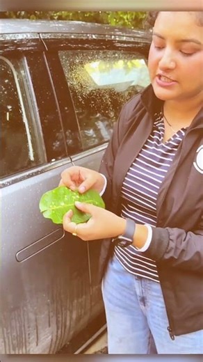 🌿 Why Do Insects Damage Leaves? #Leaf #Shorts #AgricultureWallah #PW