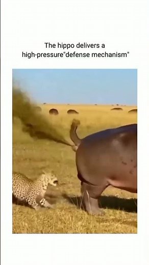 Hippo Fart Power is amazing to escape #tiger & #lion #nature #viral #viralvideo #viralshorts #funny