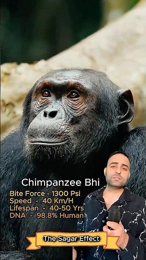 Chimpanzees Hunt Like No Other Predators