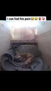 10K reactions · 1.7K shares | 變❤️‍啕 Follow for more funny videos #animal #animalovers #tiktok #trump #funnymemes #funny #dance #sound #soundhealing #people | Sulu Sika | Facebook