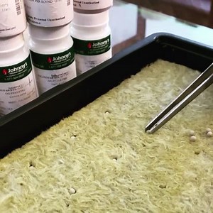 Planting lettuce seeds into rock wool. Rock wool is a hydroponic growing substrate made by superheating igneous rock into a fluffy inert mineral wool that is extremely absorbent and provides the perfect growing environment for seedlings to flourish 🌱 | Urban Greens