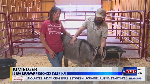Tom Green County donkey rescue highlights care efforts on World Donkey Day
