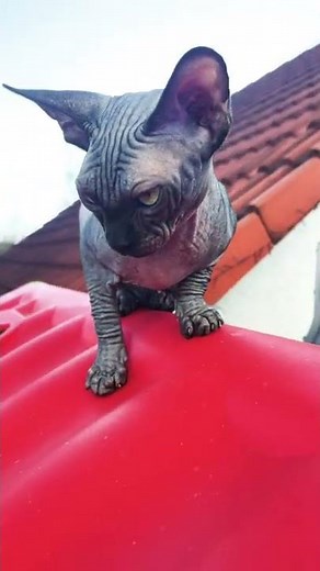 Sphynx cat play