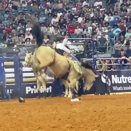 ARLINGTON, Texas — Gun Fire was ON fire at The American and won our hearts again, but she already had Tilden Hooper’s heart. “I love that horse. She’s been one of the best for quite a while now. Just thankful to have the opportunity to get on great horses like that.” — Tilden Hooper. Past being a challenging ton of fun, their history has brought $200,000 to the young Hooper family’s assets. Please help us congratulate Mr. Hooper on his second, back-to-back American win! Thank you, Cowboy Lifesty