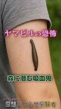 【吸血ヒルの脅威】キョンの拡大とともに増える“山の吸血鬼”ヤマビル #ヤマビル #外来種 #登山注意 #山の危険 #shorts