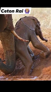 Ceton Rai 🙆🏼‍♀️ 👀 #highlightseveryonefollowers2024 #facebookreels #pyfツviral_ #creatorsupport | Umar Mazad Isah