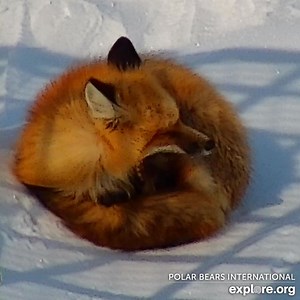 A very foxy visitor on our Polar Bear Cam 🦊 | explore.org