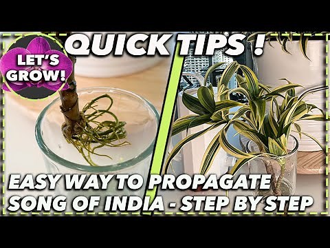 HOW TO EASILY ROOT SONG OF INDIA PLANT CUTTINGS: Simple propagation methods