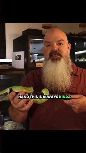 How to remove an arboreal snake from their perch