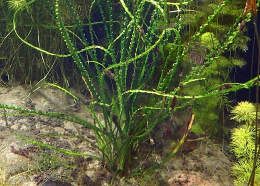 Crinum Calamistratum (African Onion Plant): Complete Care Guide - Fish Laboratory