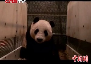 Did You Know That Pandas Fly Commercial? Here's How One Flew Los Angeles to Shanghai - View from the Wing