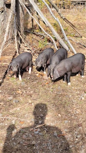 19 reactions | Meet the pigs at Sally Farms !! We will be offering pork products in the spring! We hope your ready to BBQ!! | Sally Farms | Facebook