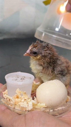 One egg Incubator - Chick hatched Successfully