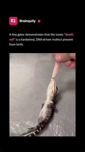 Baby Gator’s First Death Roll! 🐊🌪️ (Tiny but Fierce)