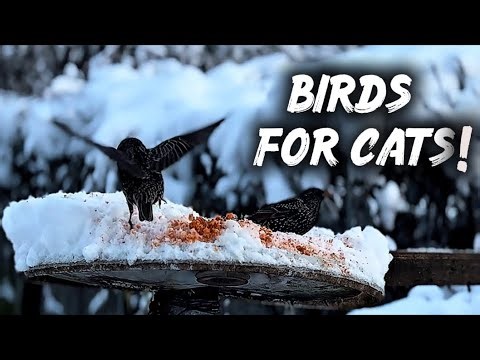 AMAZING BIRDWATCHING FOR CATS!😺