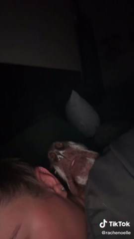 If Velcro dog had a trailer, this would be the preview.#gspsoftiktok #gsp #gspcommunity #gspmom