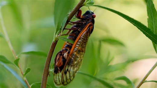 Coming soon: When to expect Brood XIV cicadas to emerge in 2025