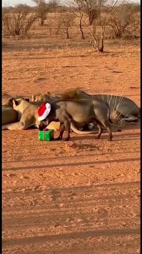 Santa Warthog Pranks Sleeping Lions! 🎅🎁💥 #funnyanimals #funny #shorts