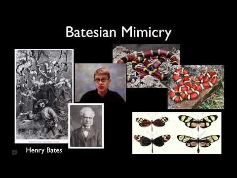 Aposematic Coloration