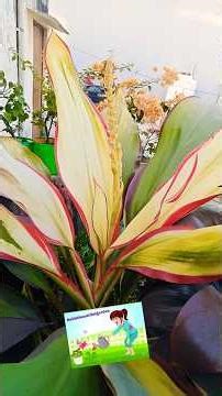 Dracaena के Plants पर कभी फूल खिलते देखें है # Amazing Flowering # ytshort #plants #lover