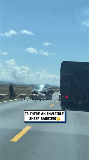 What are they jumping over... 🐑🧐 #sheep #driving #farming | UNILAD Tech