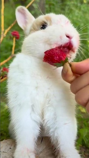 Jungle Treat Cute Bunny Enjoys Sweet Strawberry from Girl's Hand! 🐰🍓 #petbunny #adorablepets