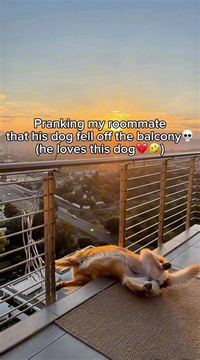 This might’ve been too much ngl💀🤣 #prank #prankvideo #dog #doglover | prank