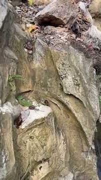 Ancient Rocks | Neer Waterfall, Rishikesh.#AncientRocks #NeerWaterfall #Rishikesh #Himalayas #Nature