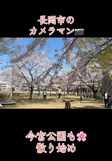 長岡市 今宮公園も🌸桜 散り始め😢 一気に咲いて長岡市どこも🌸終わりですね #長岡市 #新潟観光 #桜 #今宮公園 #カメラマン