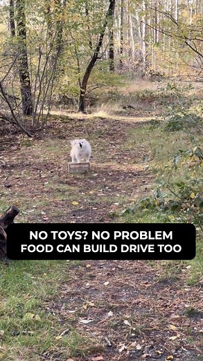 8.3K views · 200 reactions | If your dog does NOT care about toys…...