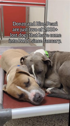 71K views · 3.3K reactions | Keeping proper ID on pets saves lives....