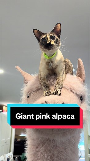 Giant Pink Alpaca for Cats: Why We Had to Get It
